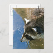 Carte Postale Raccoon (Devant / Derrière)