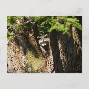 Carte Postale Raccoon