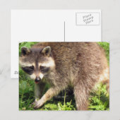 Carte postale Raccoon (Devant / Derrière)