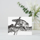 CARTE POSTALE RACCOON (Debout devant)
