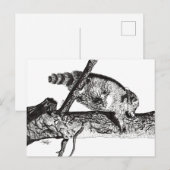 CARTE POSTALE RACCOON (Devant / Derrière)