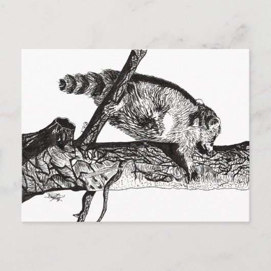 CARTE POSTALE RACCOON (Devant)