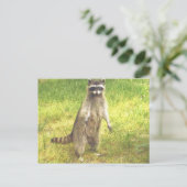 Carte postale Raccoon (Debout devant)