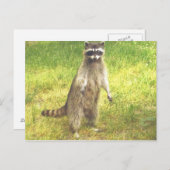 Carte postale Raccoon (Devant / Derrière)