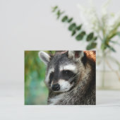 Carte Postale Raccoon 001 (Debout devant)