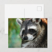 Carte Postale Raccoon 001 (Devant / Derrière)