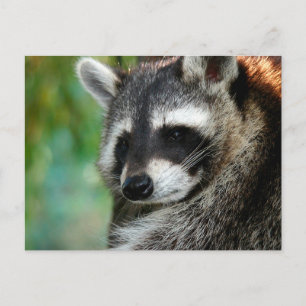 Carte Postale Raccoon 001