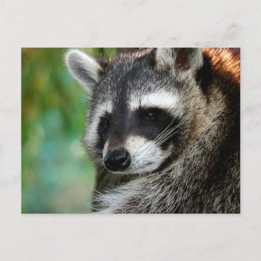 Carte Postale Raccoon 001 (Devant)
