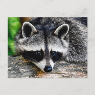 Carte Postale Raccoon 003