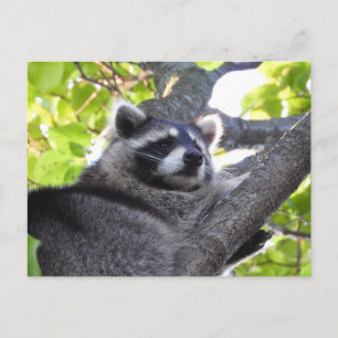 Carte Postale Raccoon adorable gros plan