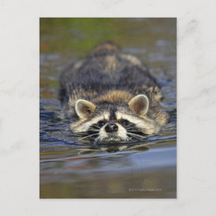 Carte Postale Raccoon adulte, Lotor ProcyonCommande :