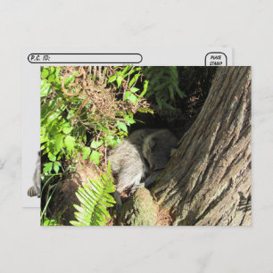 Carte postale Raccoon couché après le passage à ni