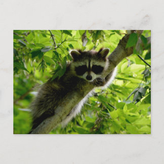 Carte Postale Raccoon dans Green Tree Cute gris masqué raccoon