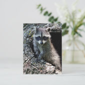 Carte Postale Raccoon dans le Den (Debout devant)