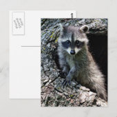 Carte Postale Raccoon dans le Den (Devant / Derrière)