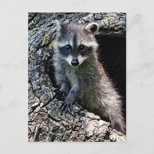 Carte Postale Raccoon dans le Den (Devant)