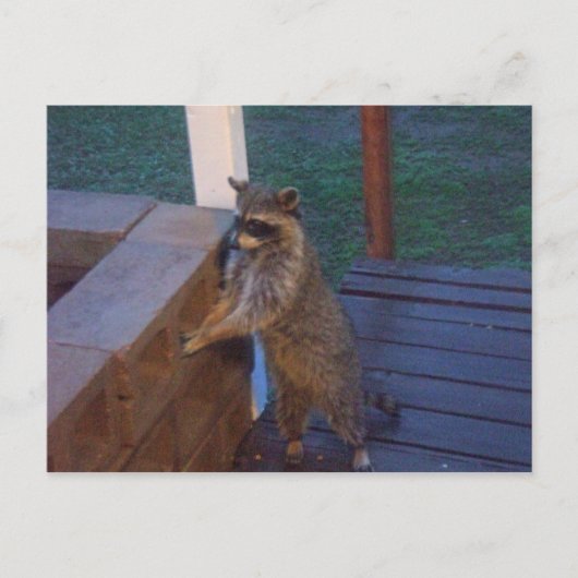 Carte Postale Raccoon debout sur le dos Porch (Devant)