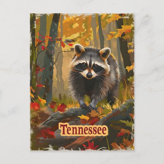 Carte Postale Raccoon du Tennessee (Devant)
