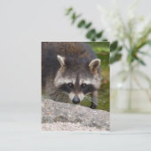 Carte Postale Raccoon Fait Contact Direct Avec L'Oeil (Debout devant)