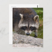 Carte Postale Raccoon Fait Contact Direct Avec L'Oeil (Devant / Derrière)