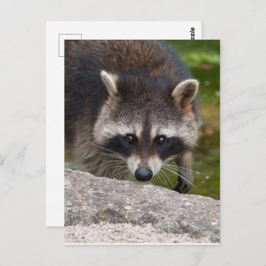Carte Postale Raccoon Fait Contact Direct Avec L'Oeil (Devant / Derrière)
