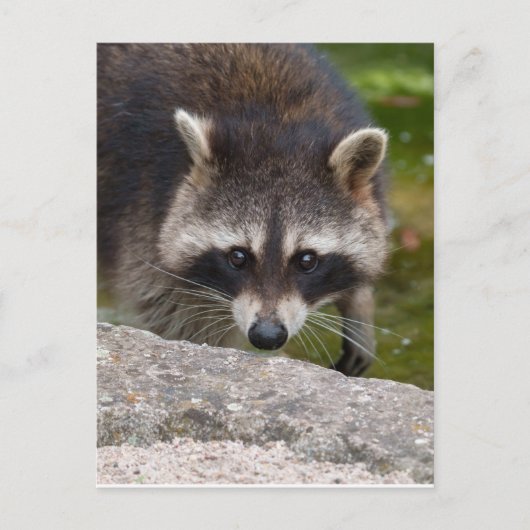 Carte Postale Raccoon Fait Contact Direct Avec L'Oeil (Devant)
