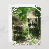 Carte postale Raccoon Habitat (Devant / Derrière)