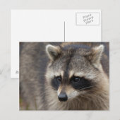 Carte Postale Raccoon, Lotor Procyon, Floride (Devant / Derrière)