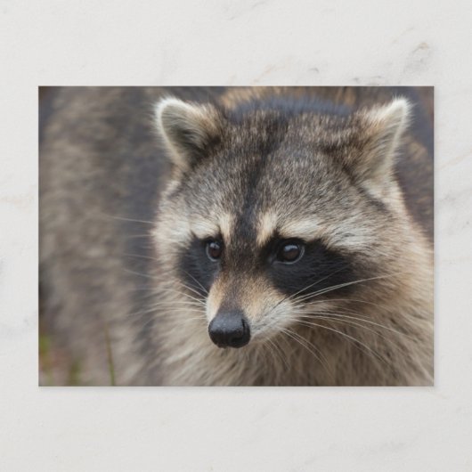 Carte Postale Raccoon, Lotor Procyon, Floride (Devant)