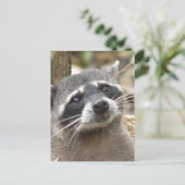 Carte postale Raccoon masqué (Debout devant)