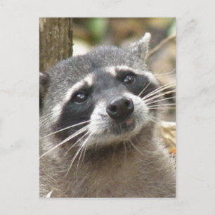 Carte postale Raccoon masqué