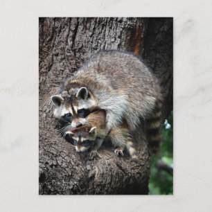 Carte Postale Raccoon mère et kit