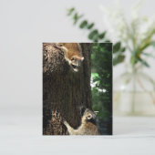 Carte Postale Raccoon mère et kit 2 (Debout devant)