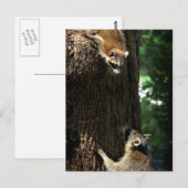 Carte Postale Raccoon mère et kit 2 (Devant / Derrière)