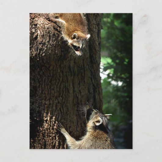 Carte Postale Raccoon mère et kit 2 (Devant)