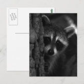 Carte Postale Raccoon Peek-a-Boo (Devant / Derrière)
