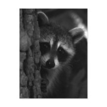 Raccoon Peek-a-Boo