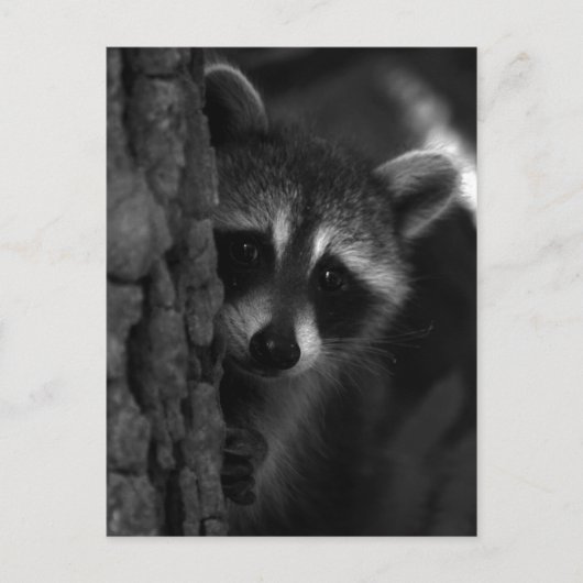 Carte Postale Raccoon Peek-a-Boo (Devant)