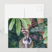 Carte Postale Raccoon raid l'éleveur d'oiseaux (Devant / Derrière)