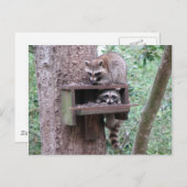 Carte postale Raccoon Rascals (Devant / Derrière)