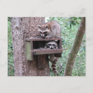 Carte postale Raccoon Rascals