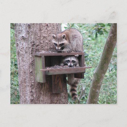 Carte postale Raccoon Rascals (Devant)
