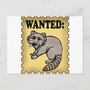 Carte Postale Raccoon Recherché
