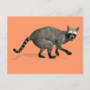 Carte Postale Raccoon surpris