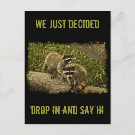 Carte Postale Raccoons (Devant)