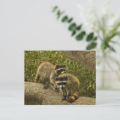 Carte Postale Raccoons (Debout devant)