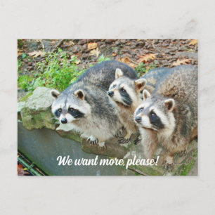 Carte Postale Raccoons Demandent Plus Drôle