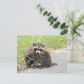 Carte Postale Raccoons pour bébés (Debout devant)