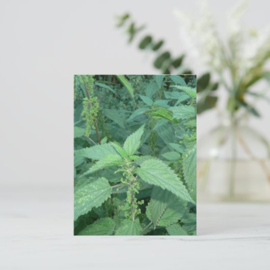 Carte Postale Raccords (Debout devant)