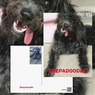 Carte Postale Race de chien Shepadoodle heureuse et idiote